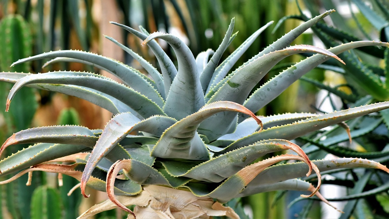 piante grasse esterno, agave