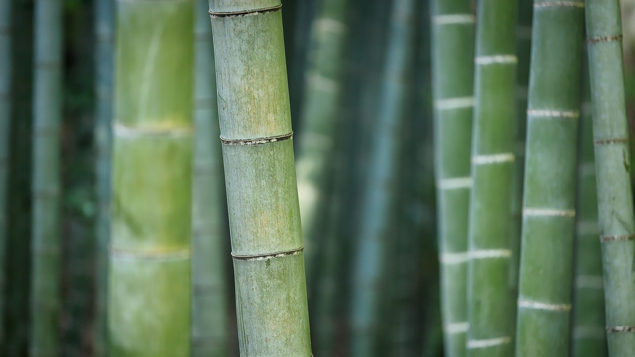 piante invasive bambù