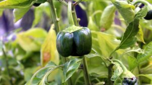 7 piante da tenere lontane dai peperoni: pochi lo sanno