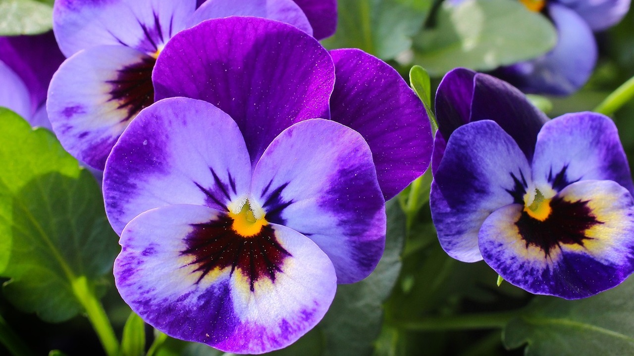 fiori principianti, viole pensiero