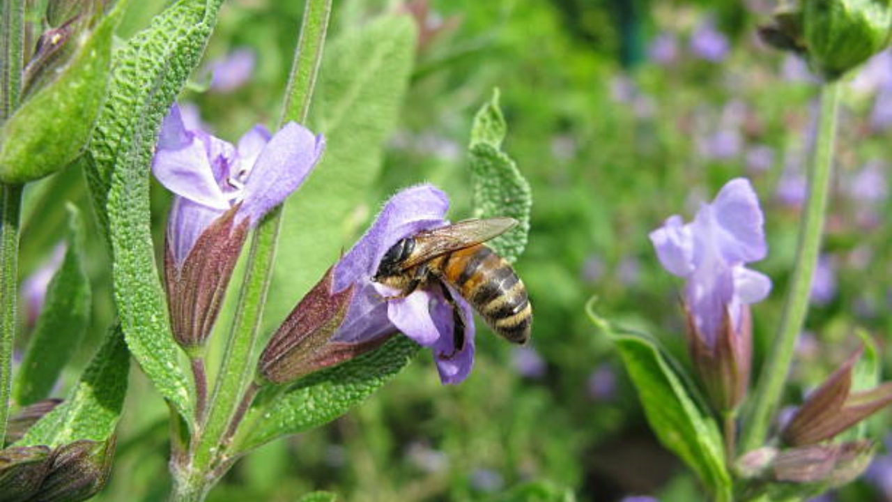 piante di salvia