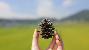 Come appendere una pigna in giardino per prevedere il tempo