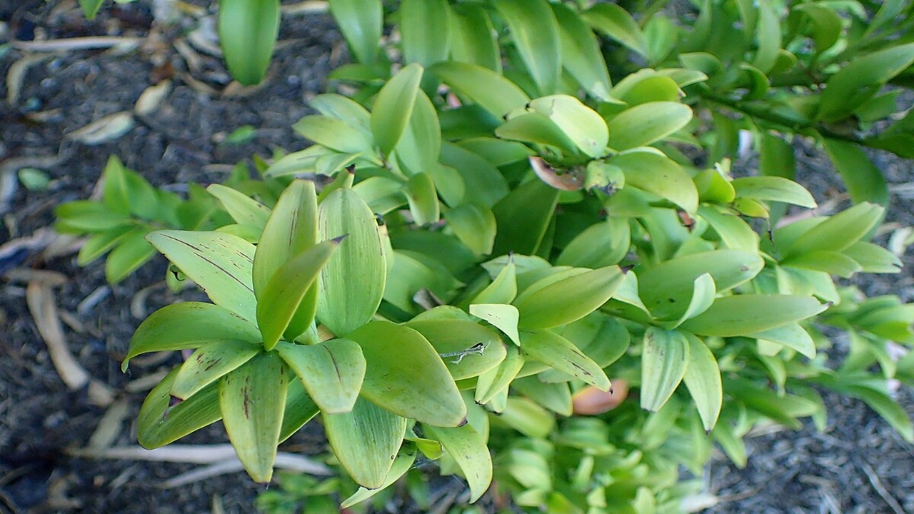 podocarpus nagi