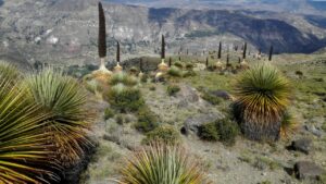 La Regina delle Ande, la Bromelia più grande del mondo che fiorisce solo una volta al secolo