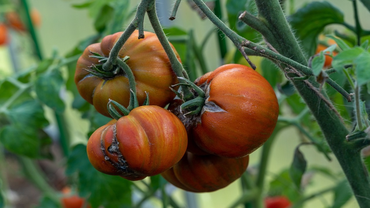 raccogliere pomodori