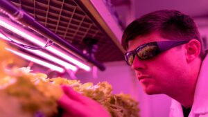Come scovare i vermi dei pomodori usando i raggi UV