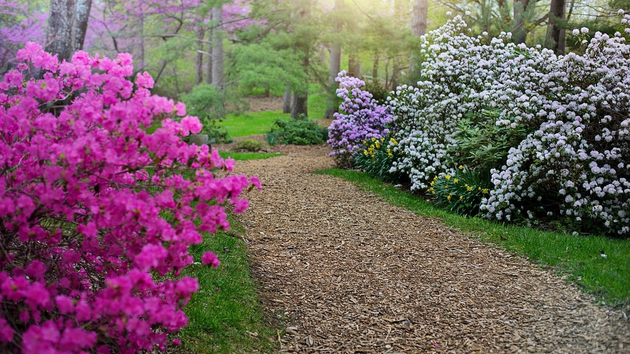 rododendro giardino