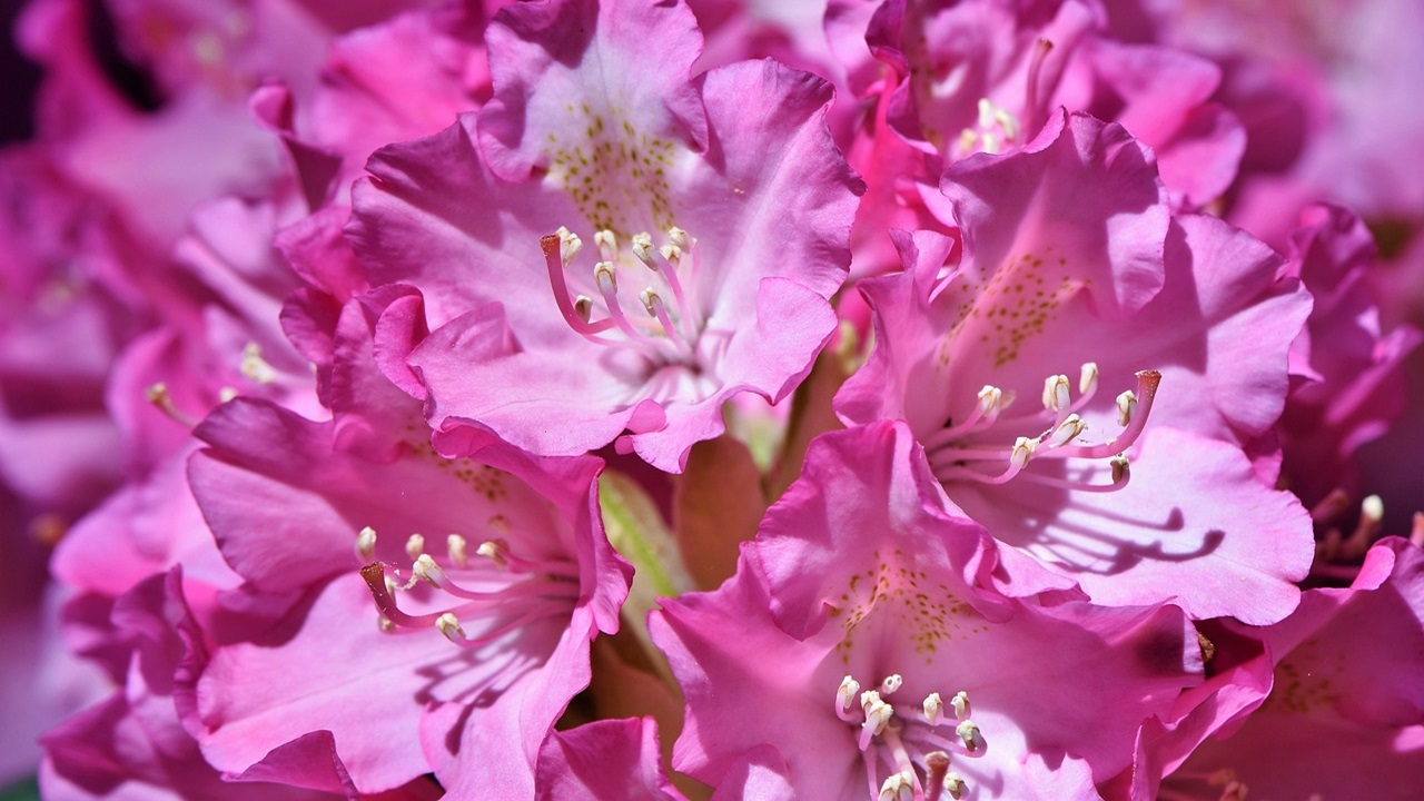 rododendro