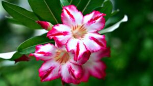 Come prendersi cura della rosa del deserto per farla fiorire tutto l’anno