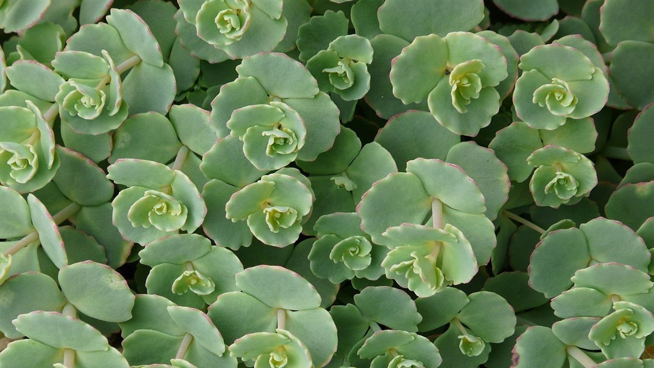 sedum sieboldii