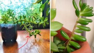 Succulente allungate: perché succede e come evitarlo