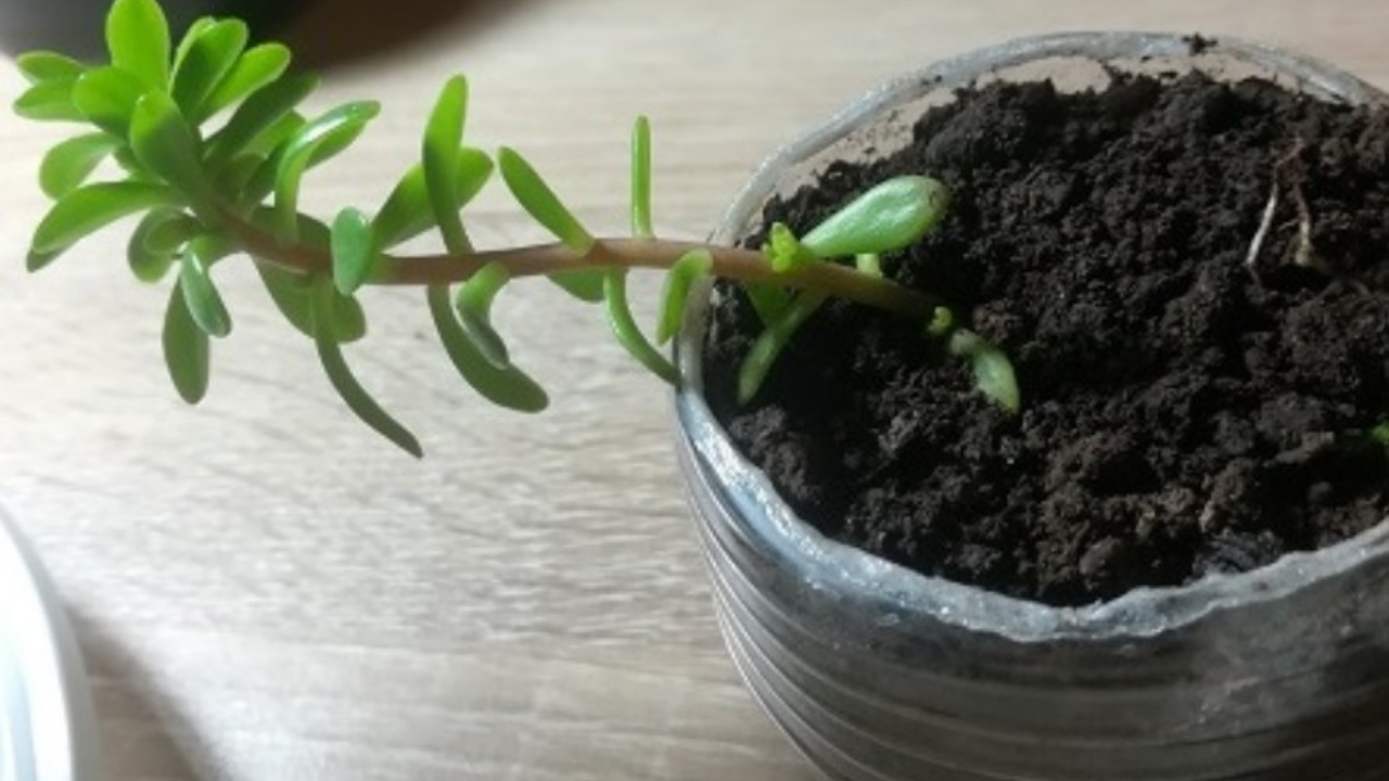 succulente in vaso