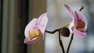 Come far radicare l’orchidea: consigli e trucchetti che pochi conoscono