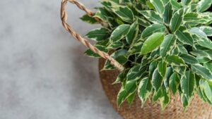 Cura del Ficus Benjamin: potatura e tanti altri consigli