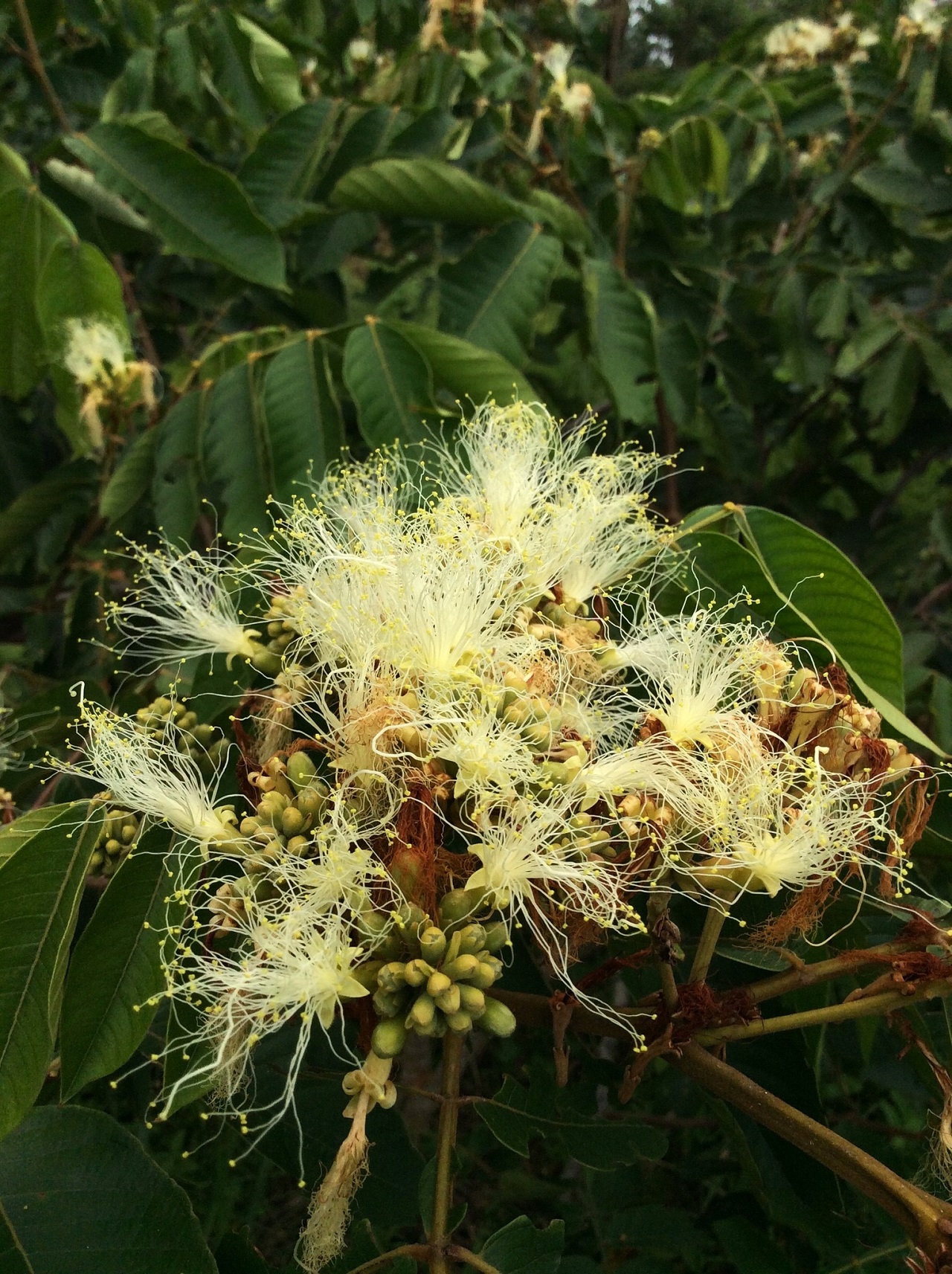 fiore tropicale