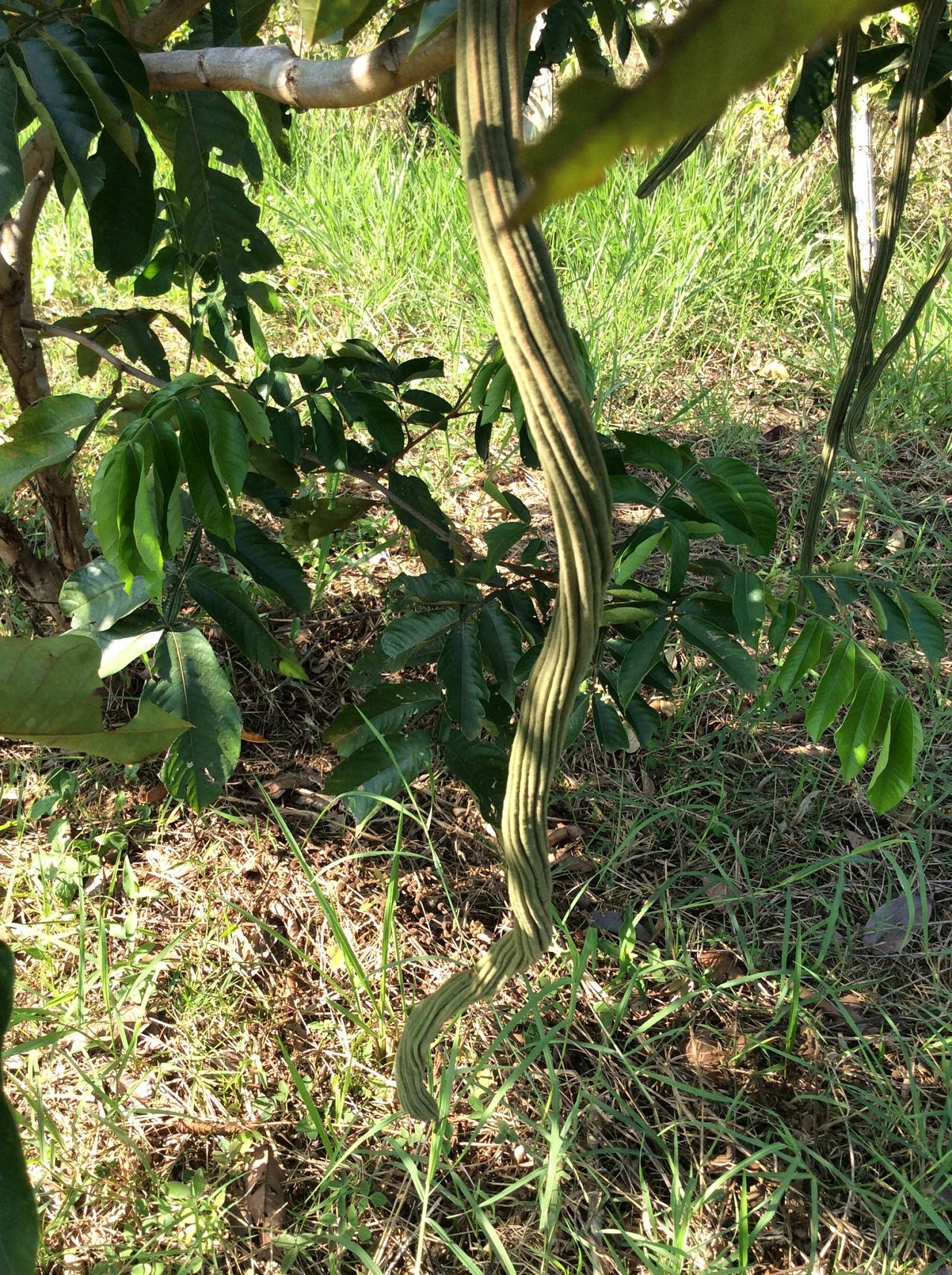 albero sud americano