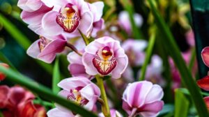 3 trucchetti per far fiorire le orchidee: scopriamoli insieme
