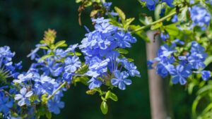 Come coltivare il Plumbago: tutto sul gelsomino azzurro