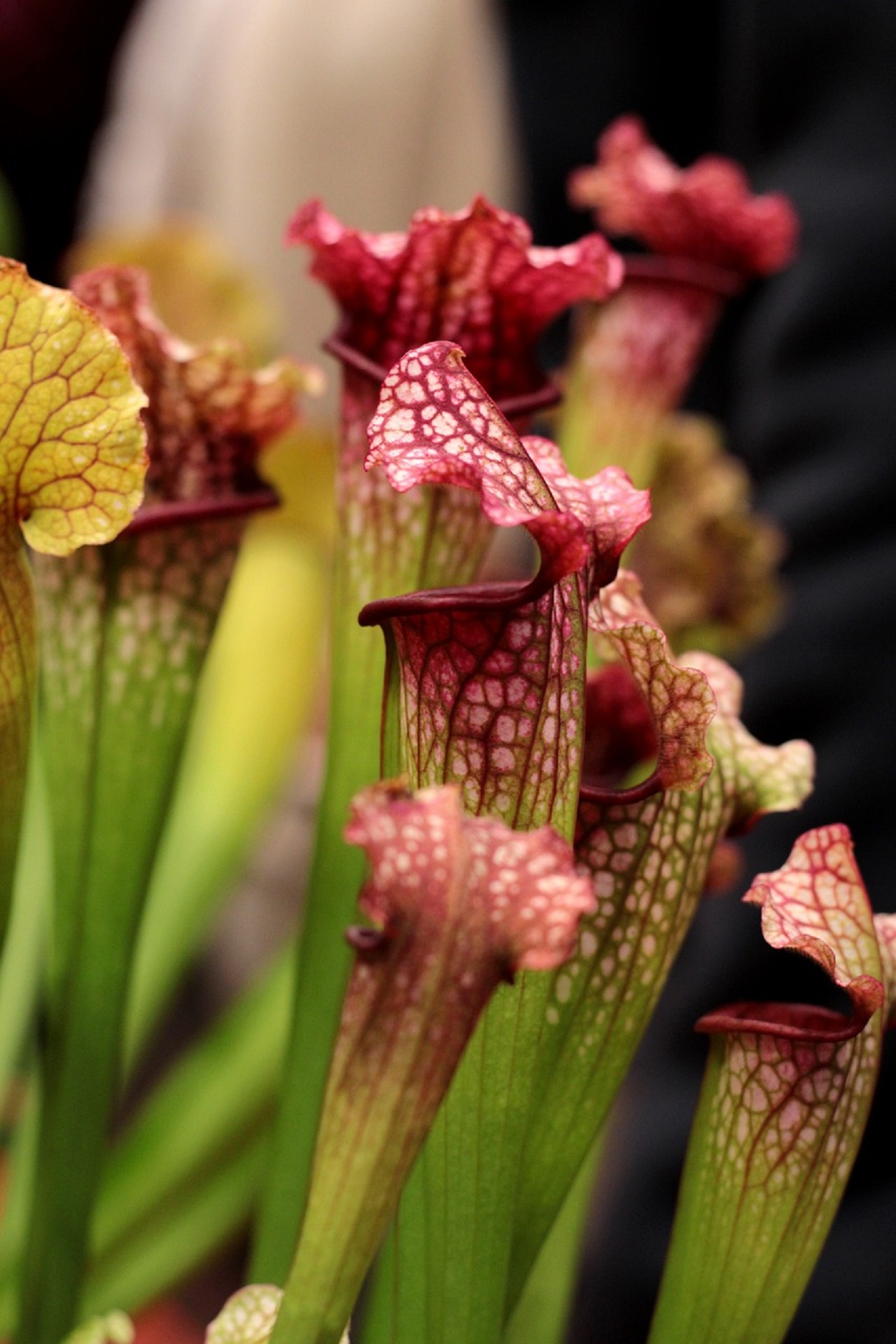 Sarracenia purpurea