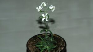 32000 anni e portarli benissimo: Silene Stenophylla, la pianta risorta