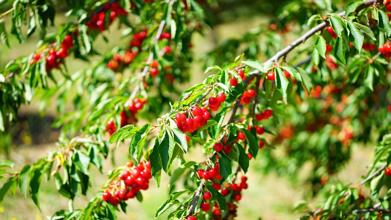 alberi frutto ciliegio