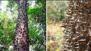 Albero dinamite: una specie pericolosa a causa dei frutti esplosivi