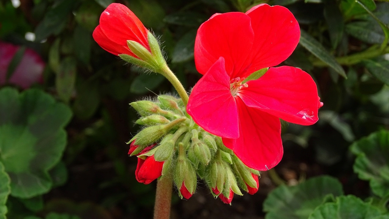 fiori di balsamine