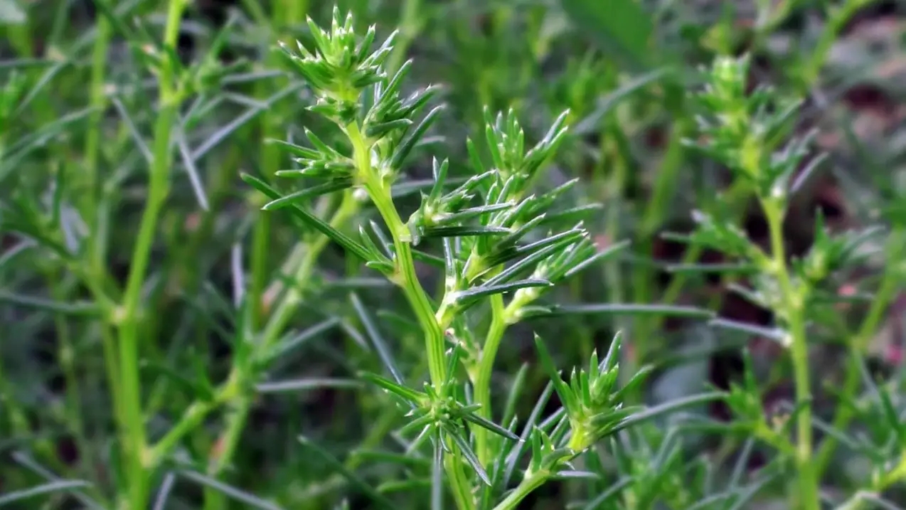 pianta di barba di frate