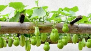 Coltivare i chayote in casa è molto facile e puoi produrne tanti: cosa fare