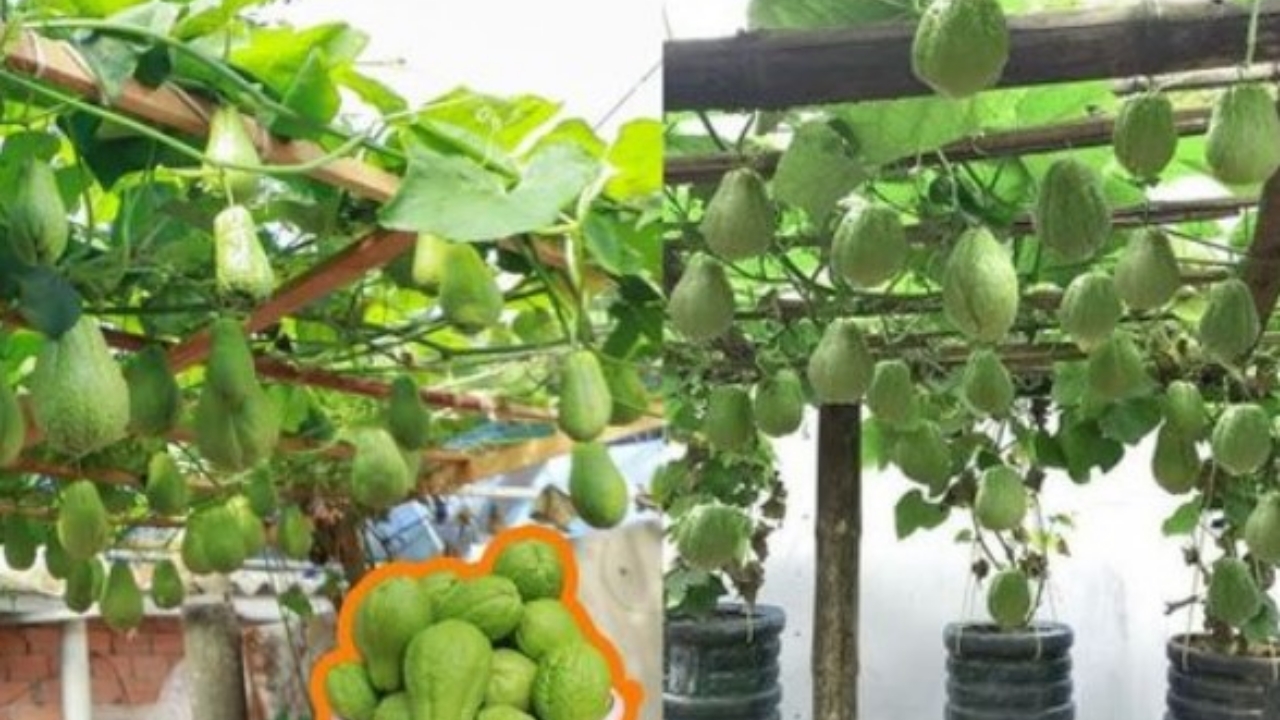 piante di chayote