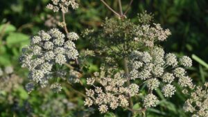 La cicuta maggiore ha invaso il giardino? Scopri come eliminare in sicurezza il Conium maculatum