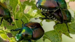 Come fermare i coleotteri giapponesi: 3 trucchi per proteggere le piante