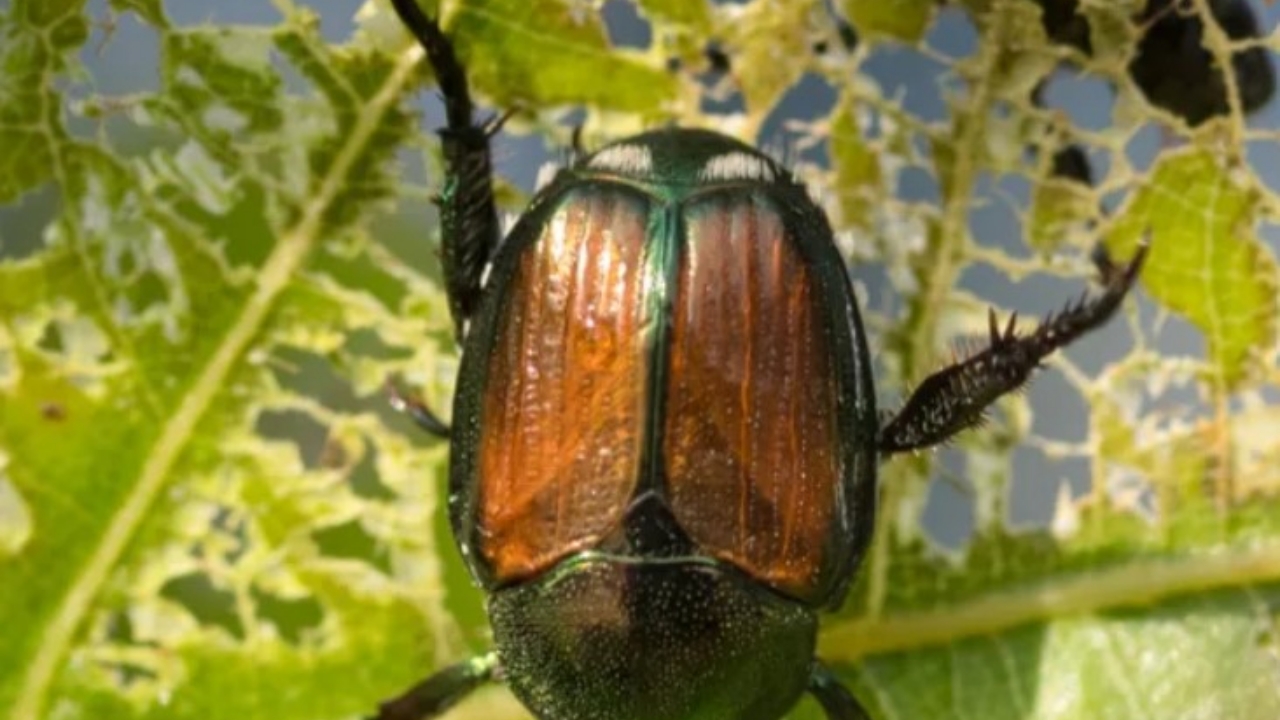 coleotteri presi