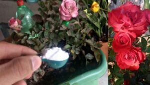 Come utilizzare il sale di Epsom per donare nuova vita alle proprie rose