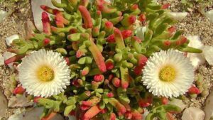 Dicrocaulon ramulosum, la pianta succulenta che sembra fatta di caramelle gommose