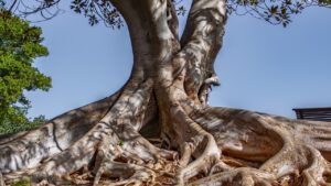 Come determinare l’età di un albero? Non è facile ma si può fare anche senza abbatterlo