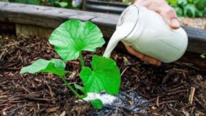 Si apre la stagione dei cetrioli: vi spieghiamo come farli moltiplicare con un fertilizzante ricavato dagli scarti