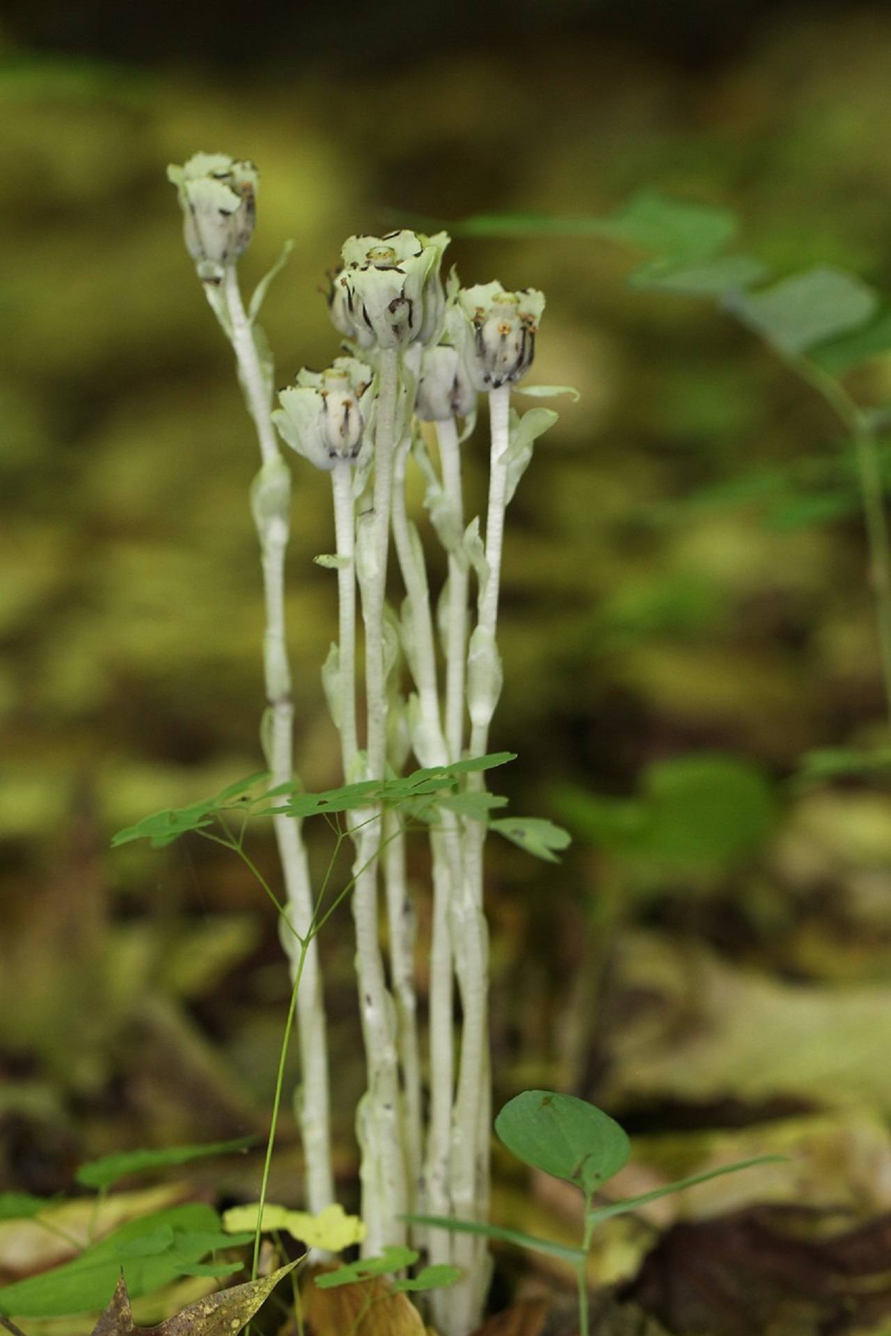 fiore fantasma: specie floreale rara