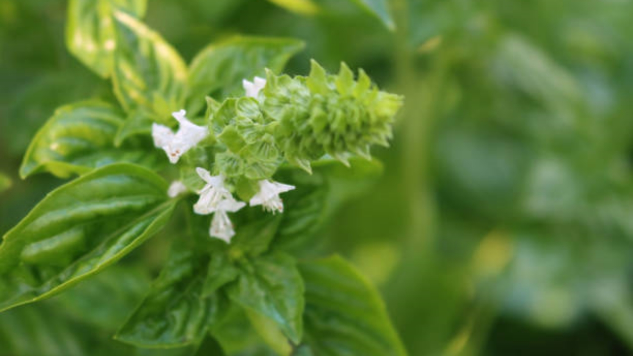 fiori sbocciati