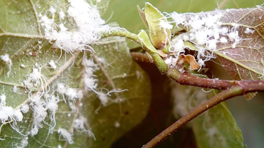 pianta contaminata