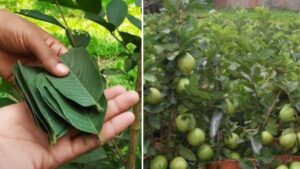 Metodo infallibile per far crescere le piante di Guava a partire dalle foglie