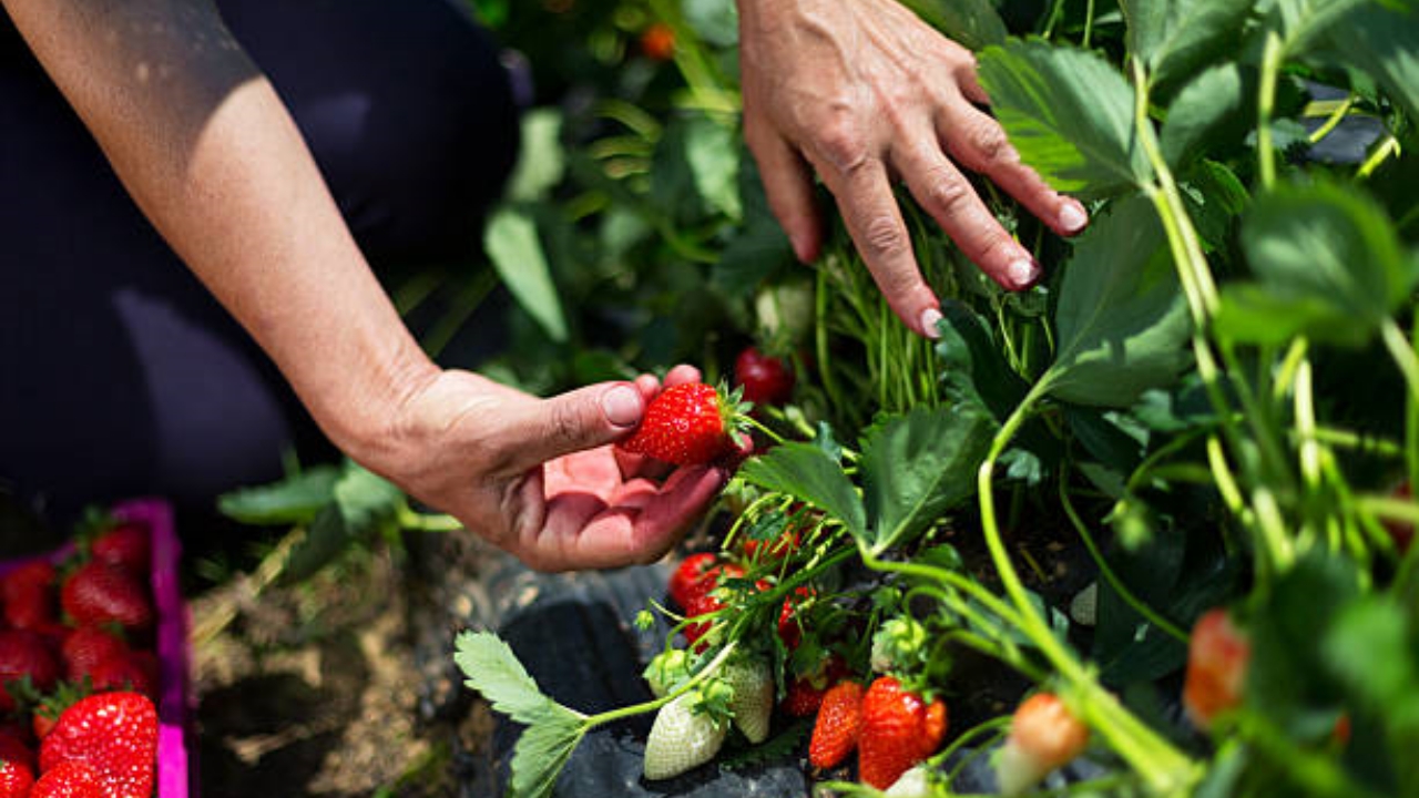 pianta di fragole