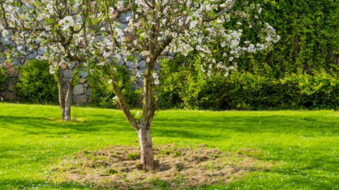 albero di gelso bianco