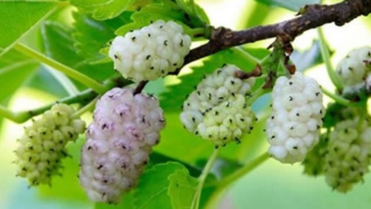 fiori di gelso bianco 