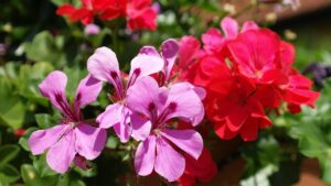 Piante e fiori con poco polline per un giardino “ipoallergenico”