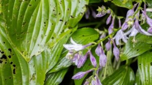 Come tenere le hosta al sicuro da insetti e altri parassiti per tutta l’estate