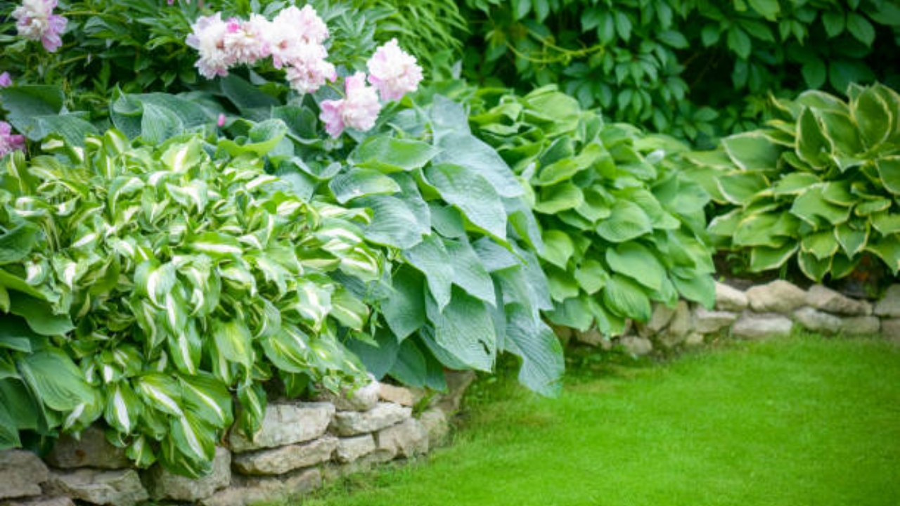 hosta in giardino