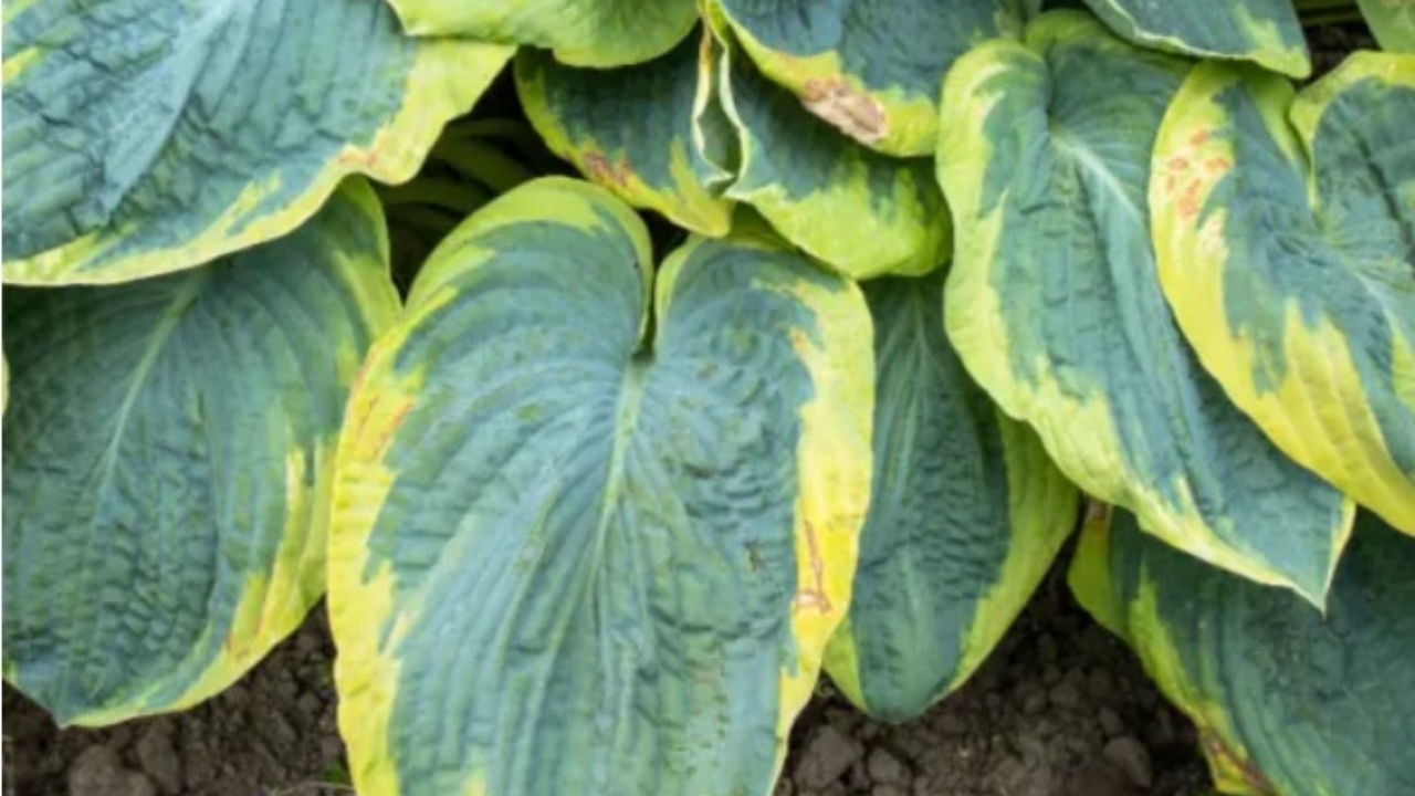 foglie di hosta