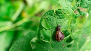 Pianta che respinge le lumache: basta spargere le foglie in giardino