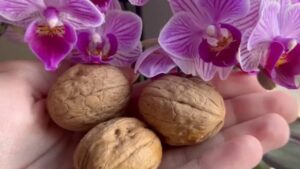 Le orchidee fioriscono con un mallo di noce: un metodo naturale